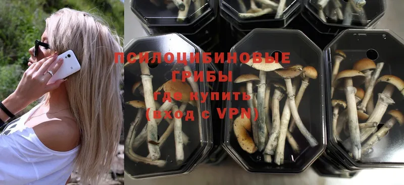 blacksprut tor  Балаково  Псилоцибиновые грибы MAGIC MUSHROOMS 